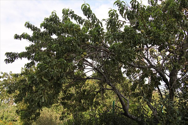 005-Абрикосовое дерево